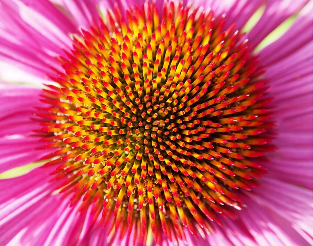 flower, bloom, explosion, burst, colour, color, flower wallpaper, beautiful flowers, colourful, colorful, nature, spring, summer, yellow, red, purple, lilac, psychedelic, psychedelia, hallucination, flower background, energy, energetic
