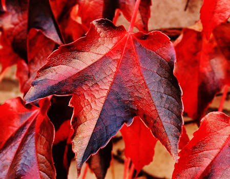 A vivid close-up of a bright red maple leaf showcasing autumn colors and textures.